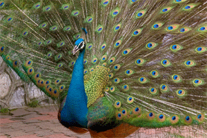 Peacock dance.gif